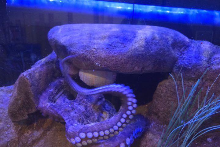 青い照明の水槽で岩の間から腕を伸ばすマダコ